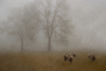 Schafe im Nebel, Komposition