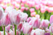 rosa Tulpen, ohne Text