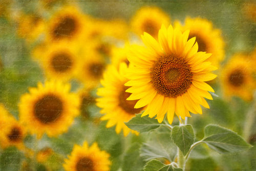 Sonnenblumen-Komposition